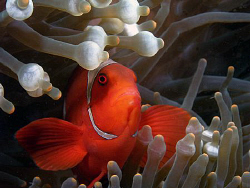 Spinecheek anemonefish, Tulamben by Doug Anderson 